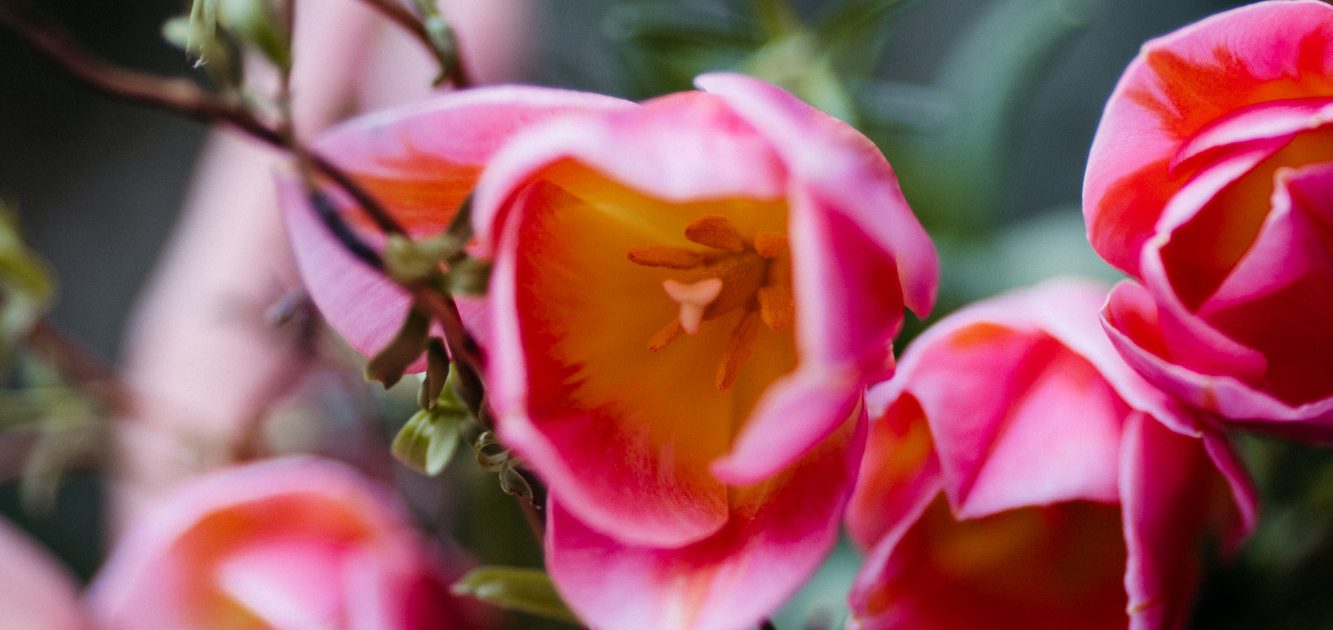Impressum_Blumen
